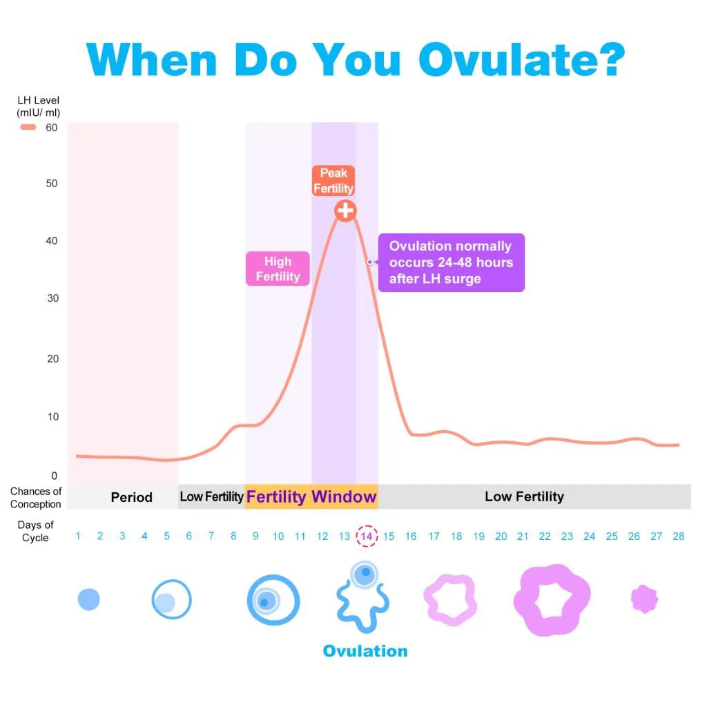Easy@Home 100 Ovulation Test and 20 Pregnancy Test Strips, FSA Eligible Ovulation Test Kit Powered by Premom Ovulation Predictor Free APP,100LH + 20HCG + 120 Urine Cups-Package May Vary - Image 8