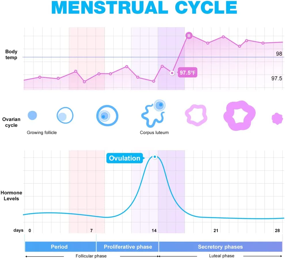 Ovulation & Pregnancy Test Strips Kit: Easy@Home 25 Ovulation Tests 10 Pregnancy Tests & 40 Large Urine Cups – Powered by Premom Ovulation APP | 25LH + 10HCG + 40 Urine Cups - Image 6